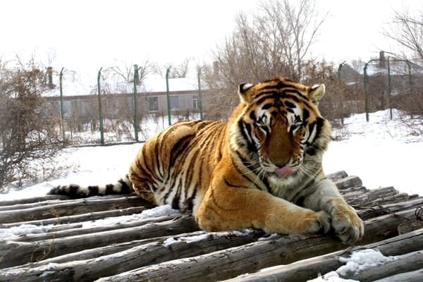 Harbin siberian tiger - Harbin Ice Festival and Freezing our Butts Off! by thewoksoflife.com