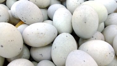 thousand-year-old-eggs