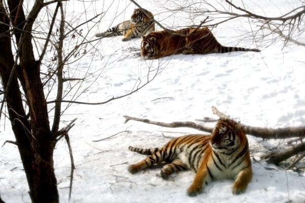 Harbin siberian tigers - Harbin Ice Festival and Freezing our Butts Off! by thewoksoflife.com