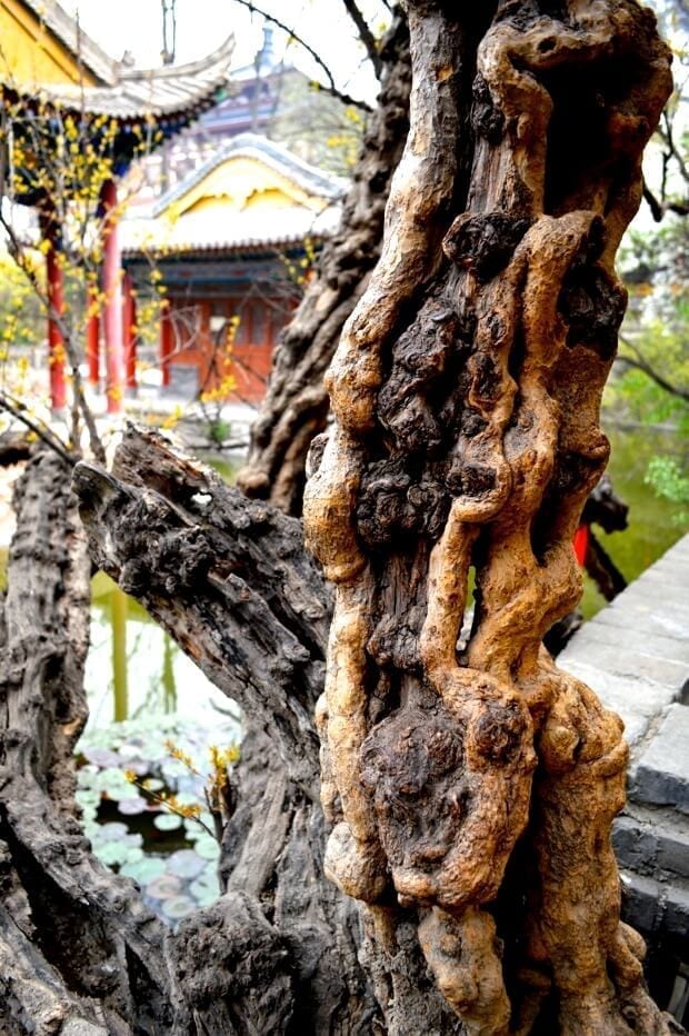 A Trip to Huashan and Xi'an by thewoksoflife.com 