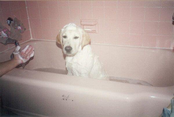 Jake (puppy-bath) by thewoksoflife.com