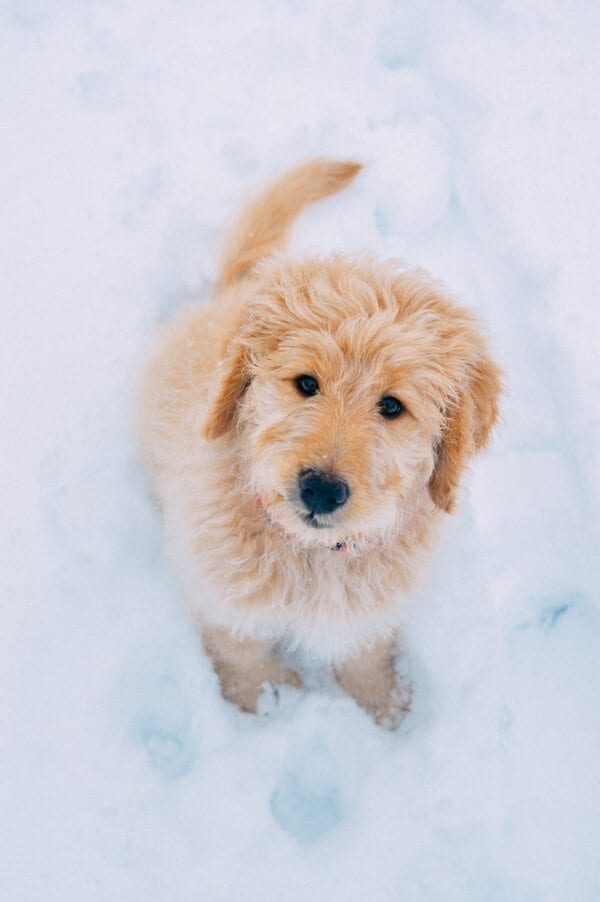 Goldendoodle puppy in the snow