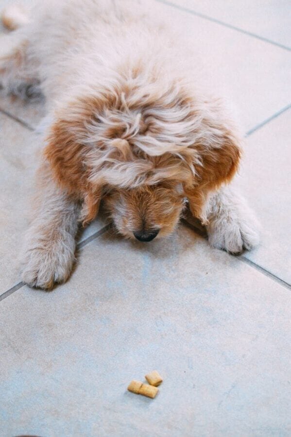 Barley's First Weeks and Puppy Training Treats The Woks of Life