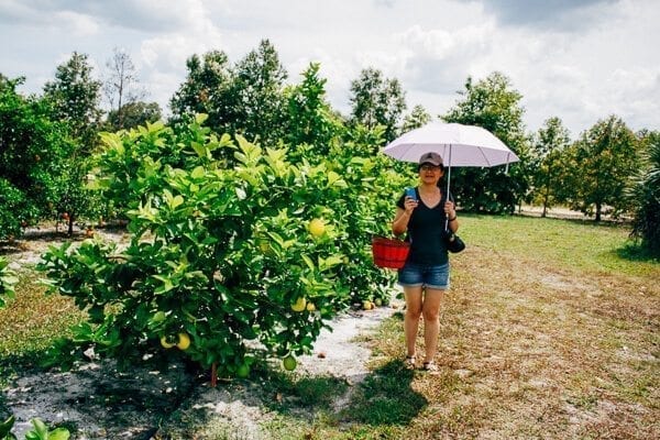 Judy in citrus grove