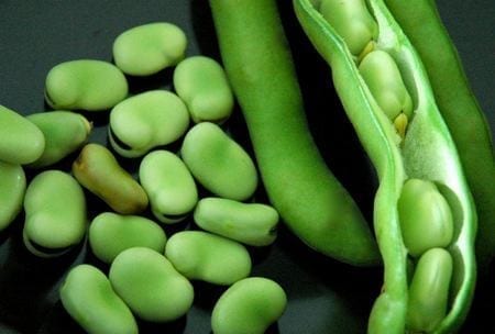 fava beans
