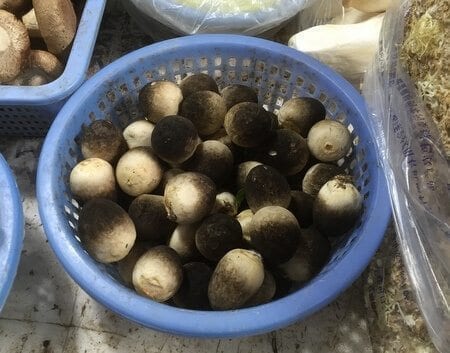 fresh-straw-mushrooms