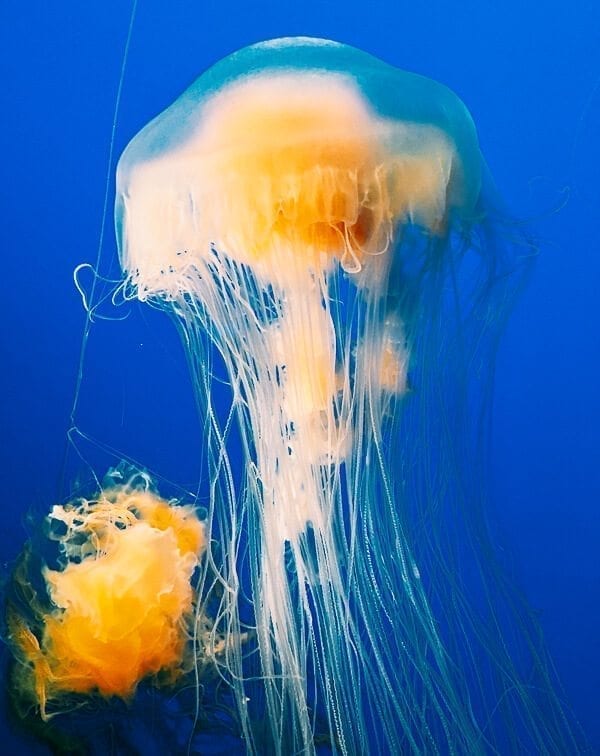Monterey Bay Aquarium Jellyfish, by thewoksoflife.com