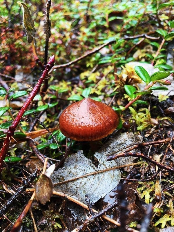 Alaska mushroom
