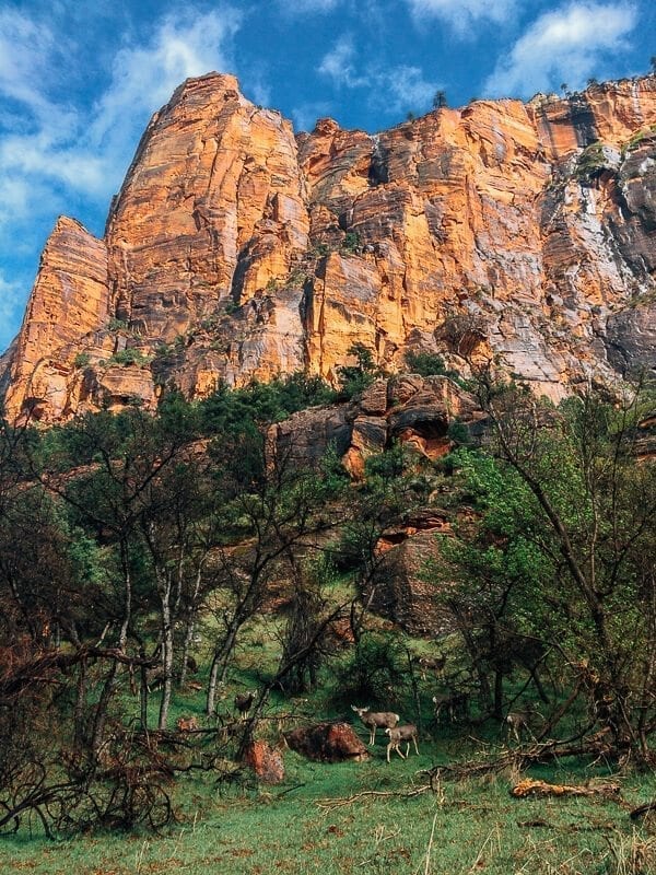 Zion National Park, by thewoksoflife.com