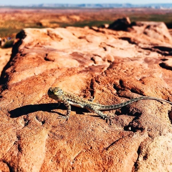 Arizona Lizard, by thewoksoflife.com