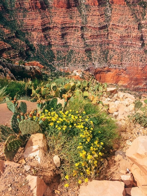 Hiking Grand Canyon, by thewoksoflife.com