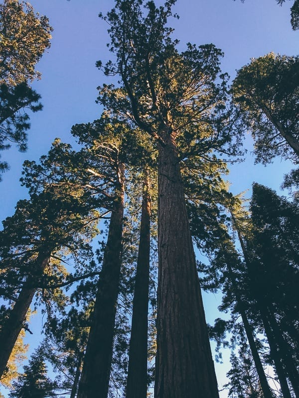 Mariposa Grove trees, thewoksoflife.com