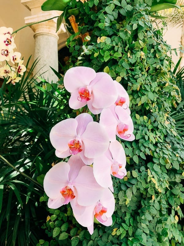 Pink Orchids, thewoksoflife.com