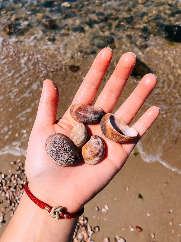 Finding sea shells on the beach, thewoksoflife.com