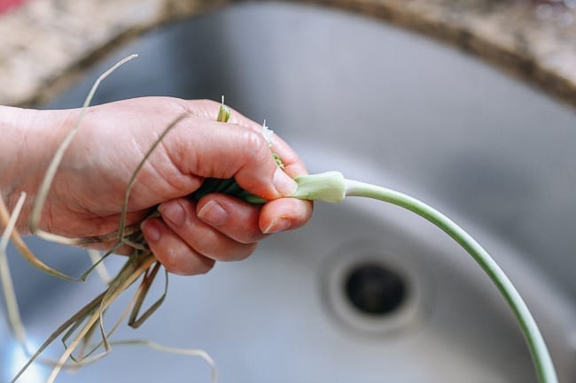 Trimming the top off of a garlic scape