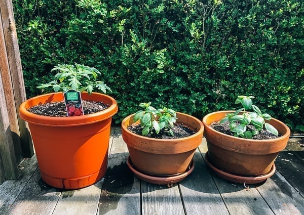 Potted tomatoes and herbs, thewoksoflife.com