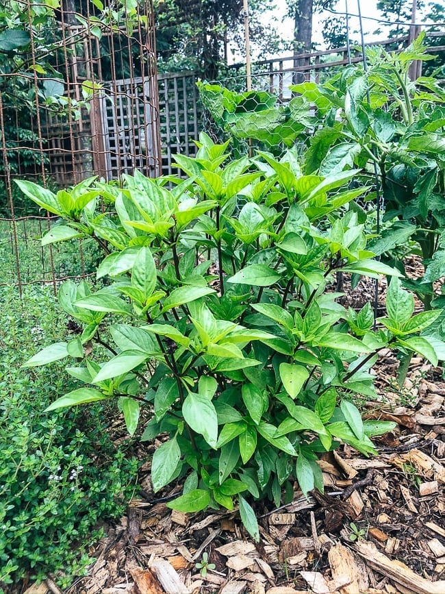 Thai basil plant, thewoksoflife.com