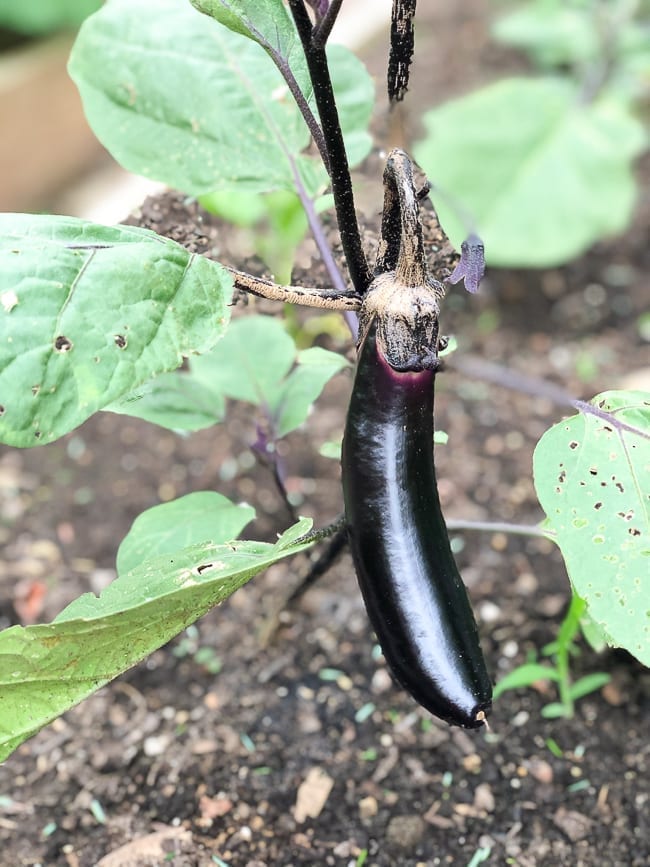 Japanese eggplant plant, thewoksoflife.com