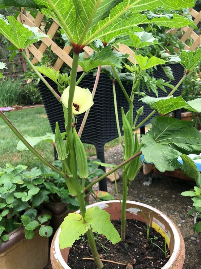 Okra plant in pots, thewoksoflife.com