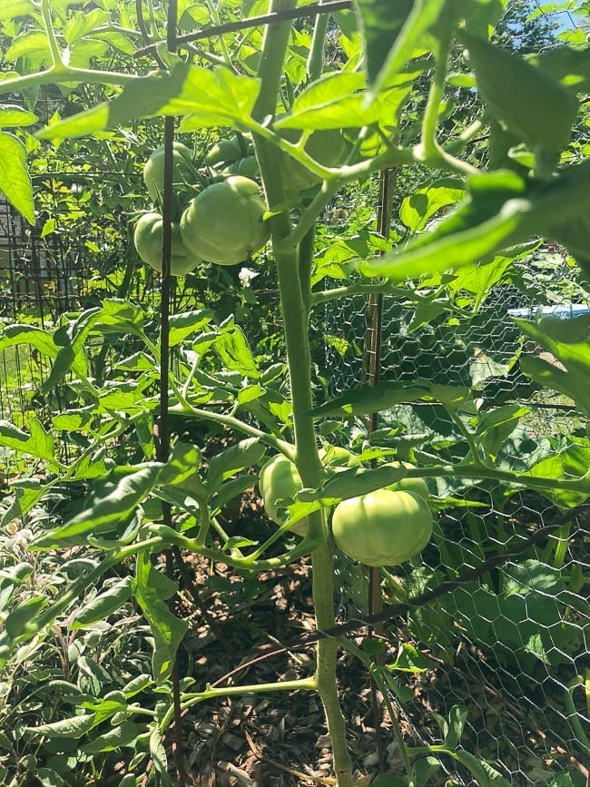 Green tomatoes, thewoksoflife.com