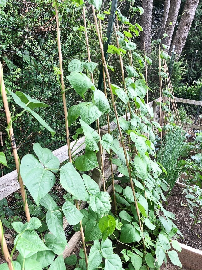 Green bean plants, thewoksoflife.com