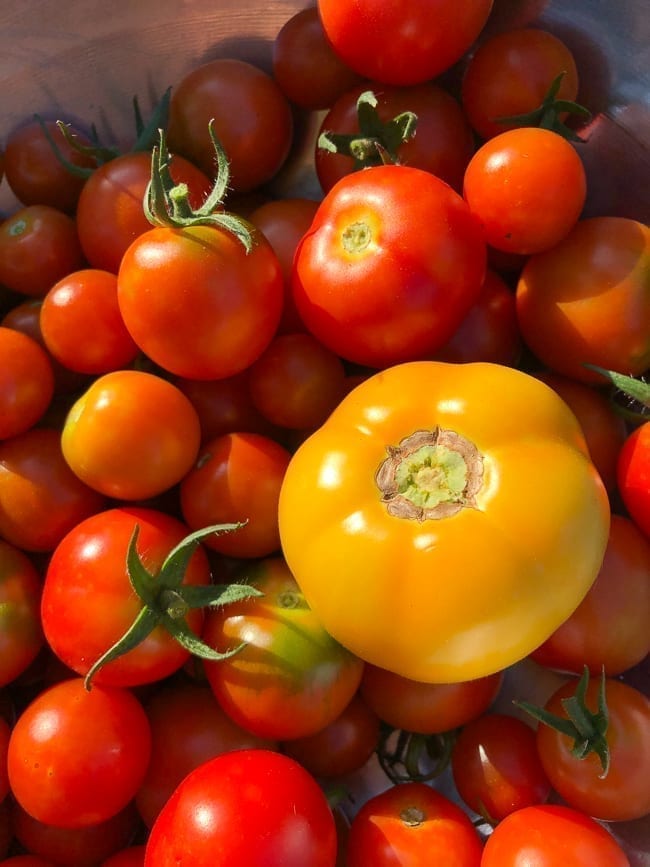 Tomato harvest, thewoksoflife.com