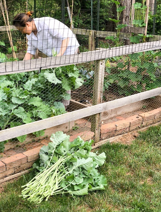Harvesting Kale from backyard garden, thewoksoflife.com