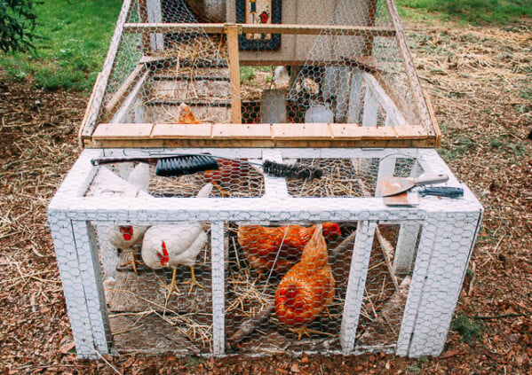 How to Raise Chickens In Your Backyard - The Woks of Life