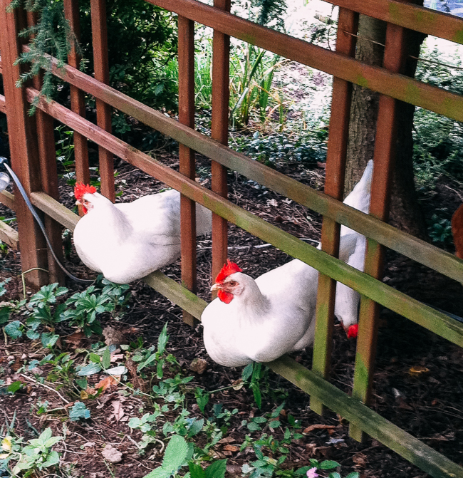 Hens roosting on garden fence