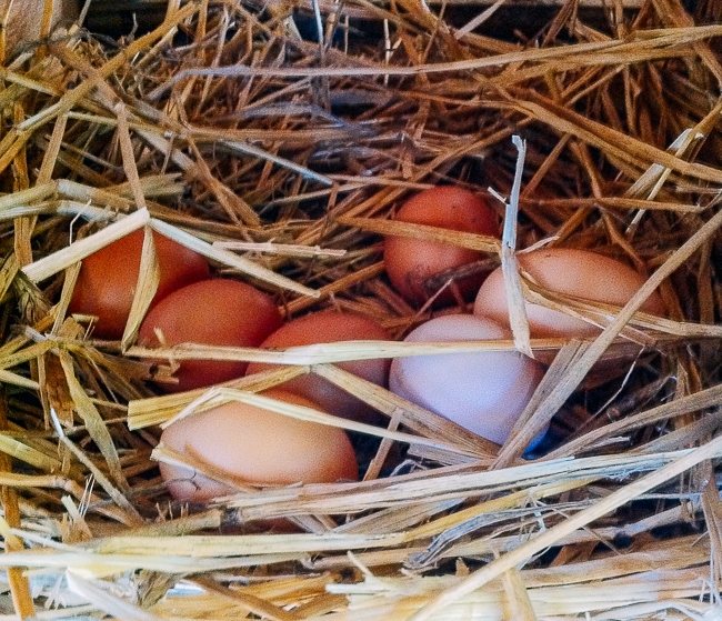 Our backyard chicken eggs in nesting box