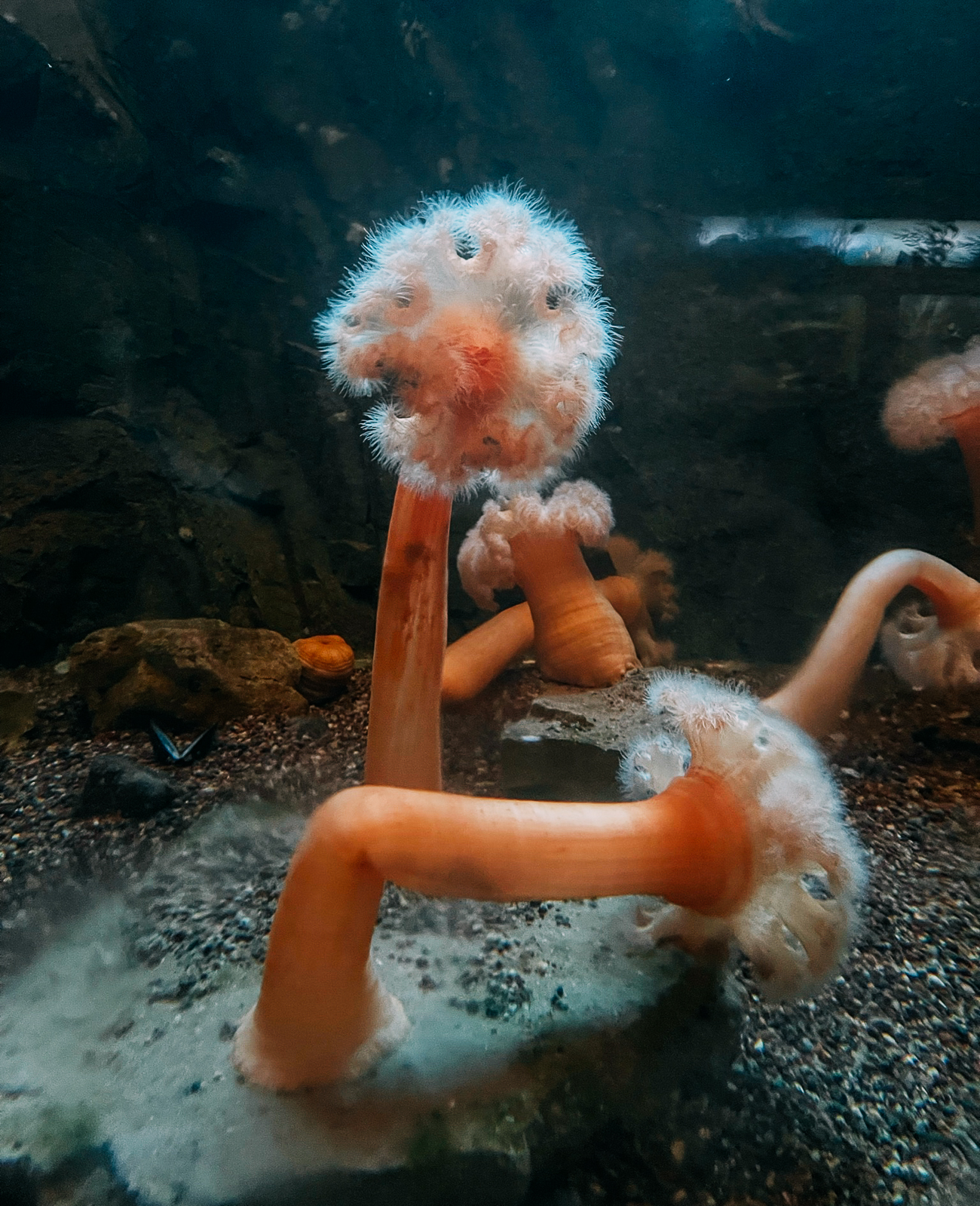 Creatures in Aquarium Tank