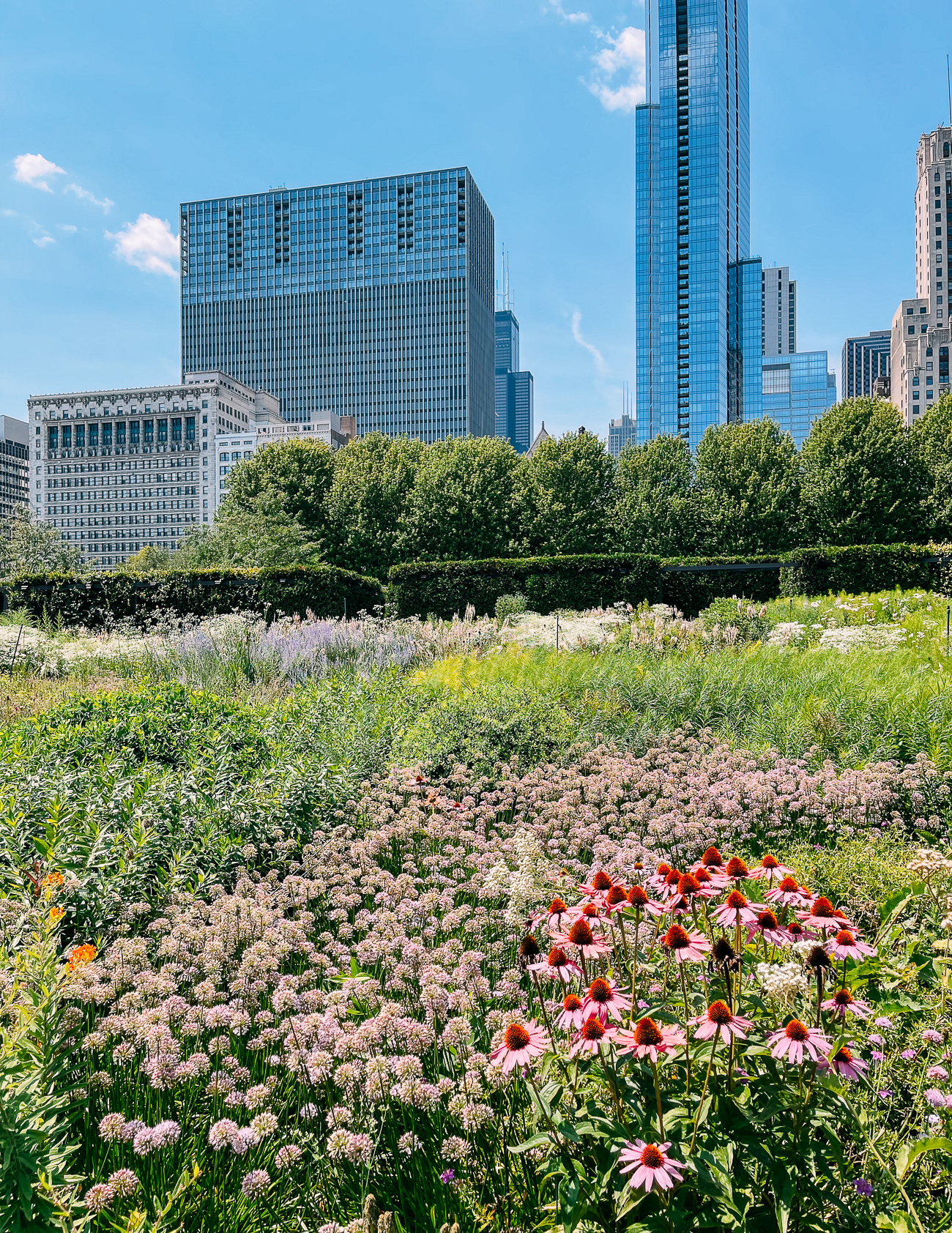 Flowers in bloom at Lurie Garden in Chicago