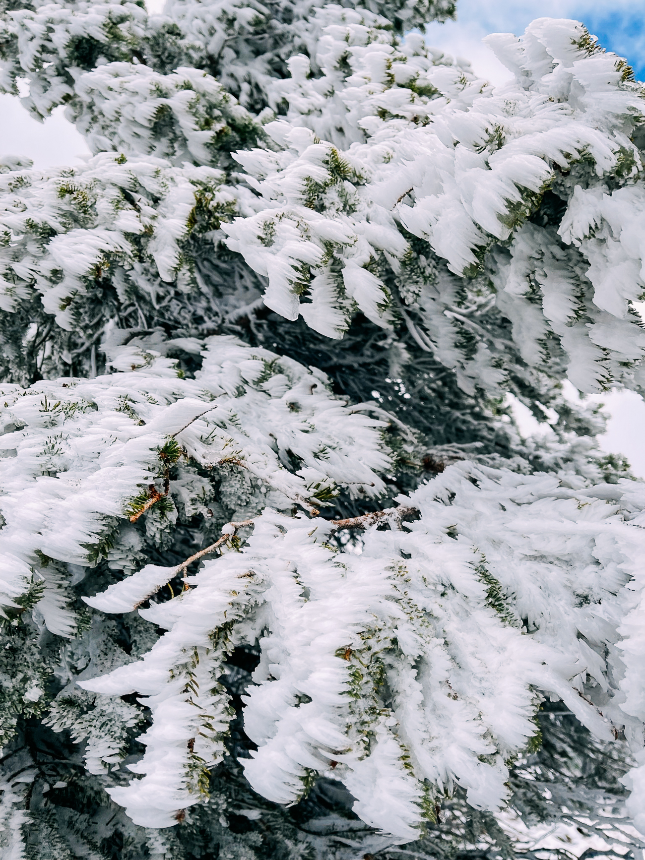 Windswept snow on evergreen trees