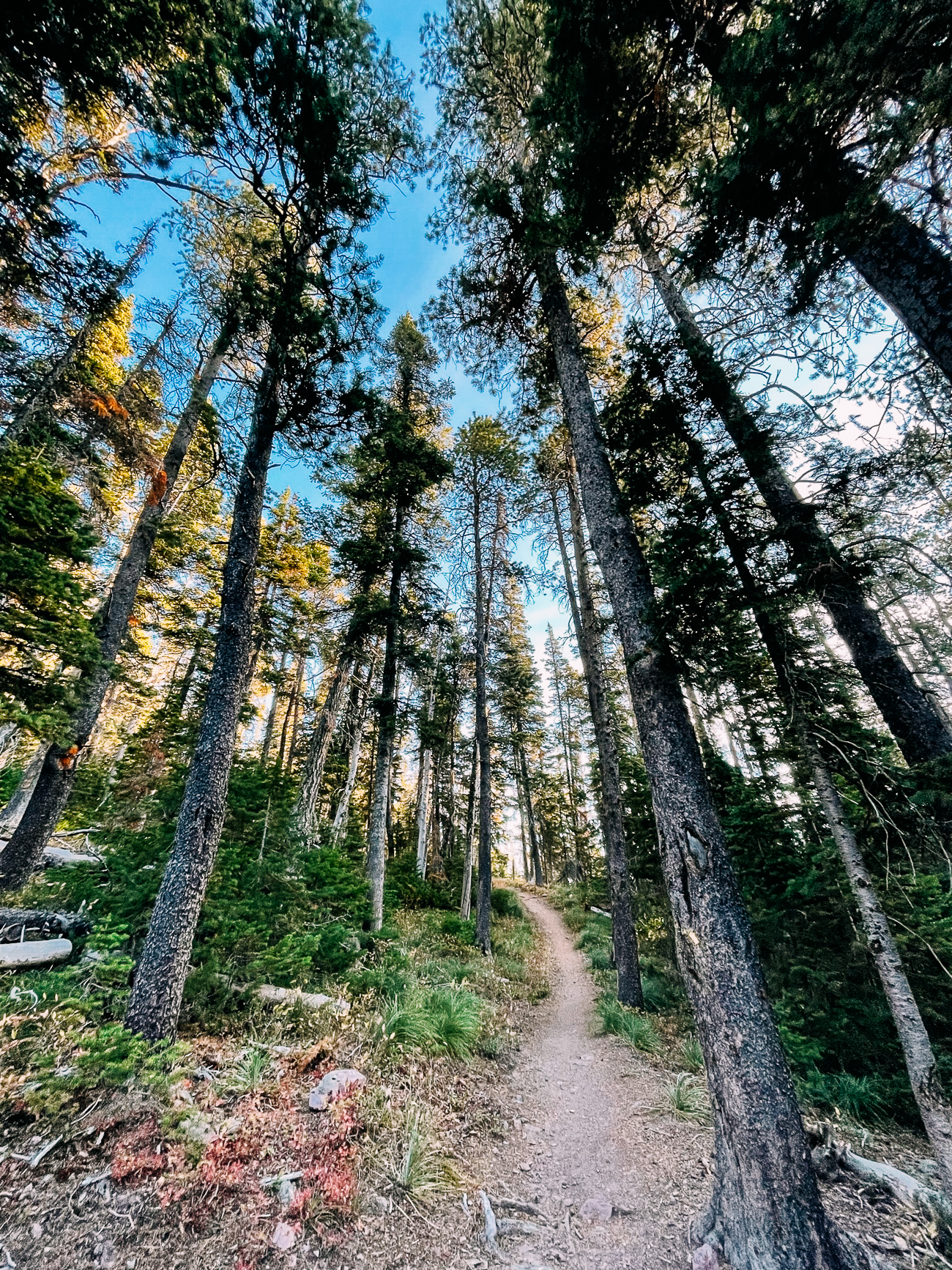 Trail through forest of evergreen trees