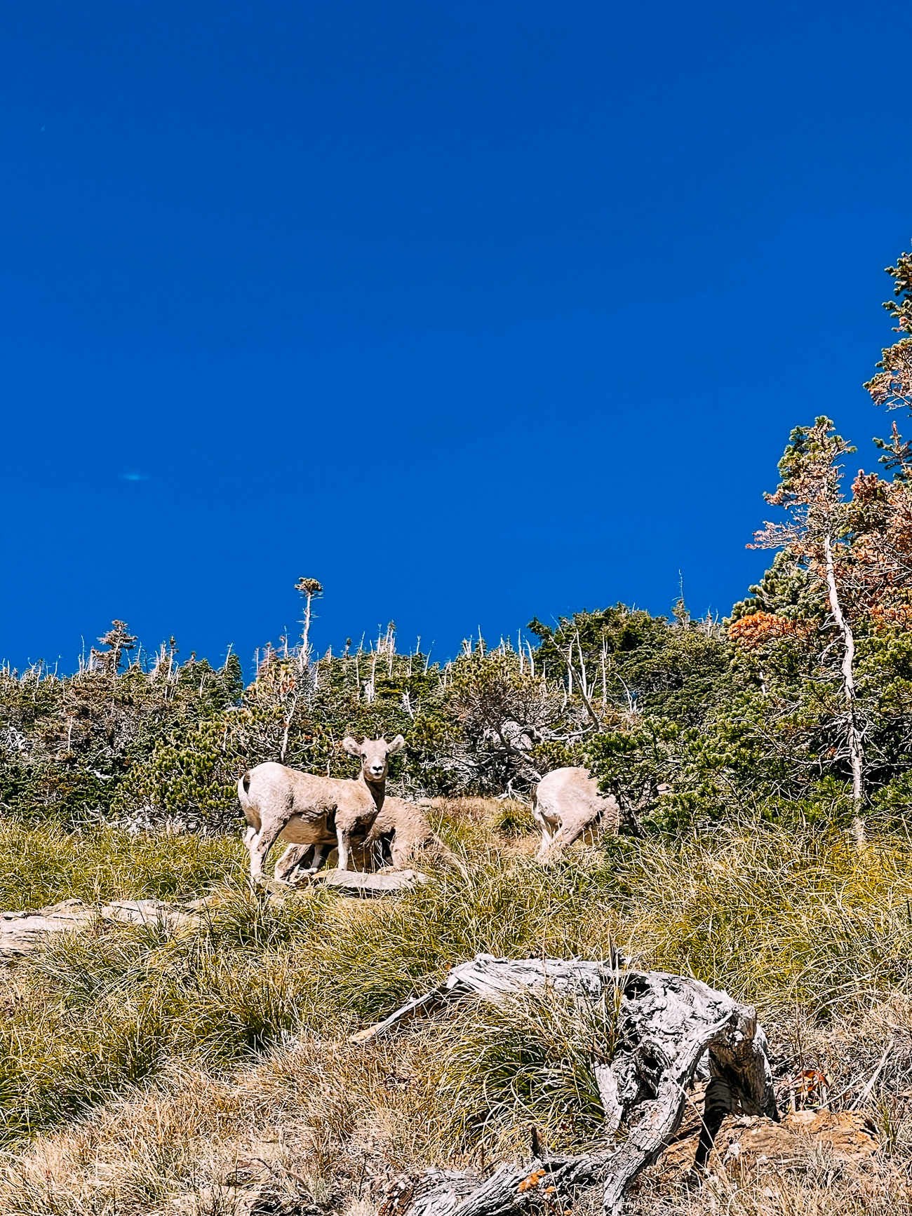 Bighorn sheep along Pitamakan Pass Trail
