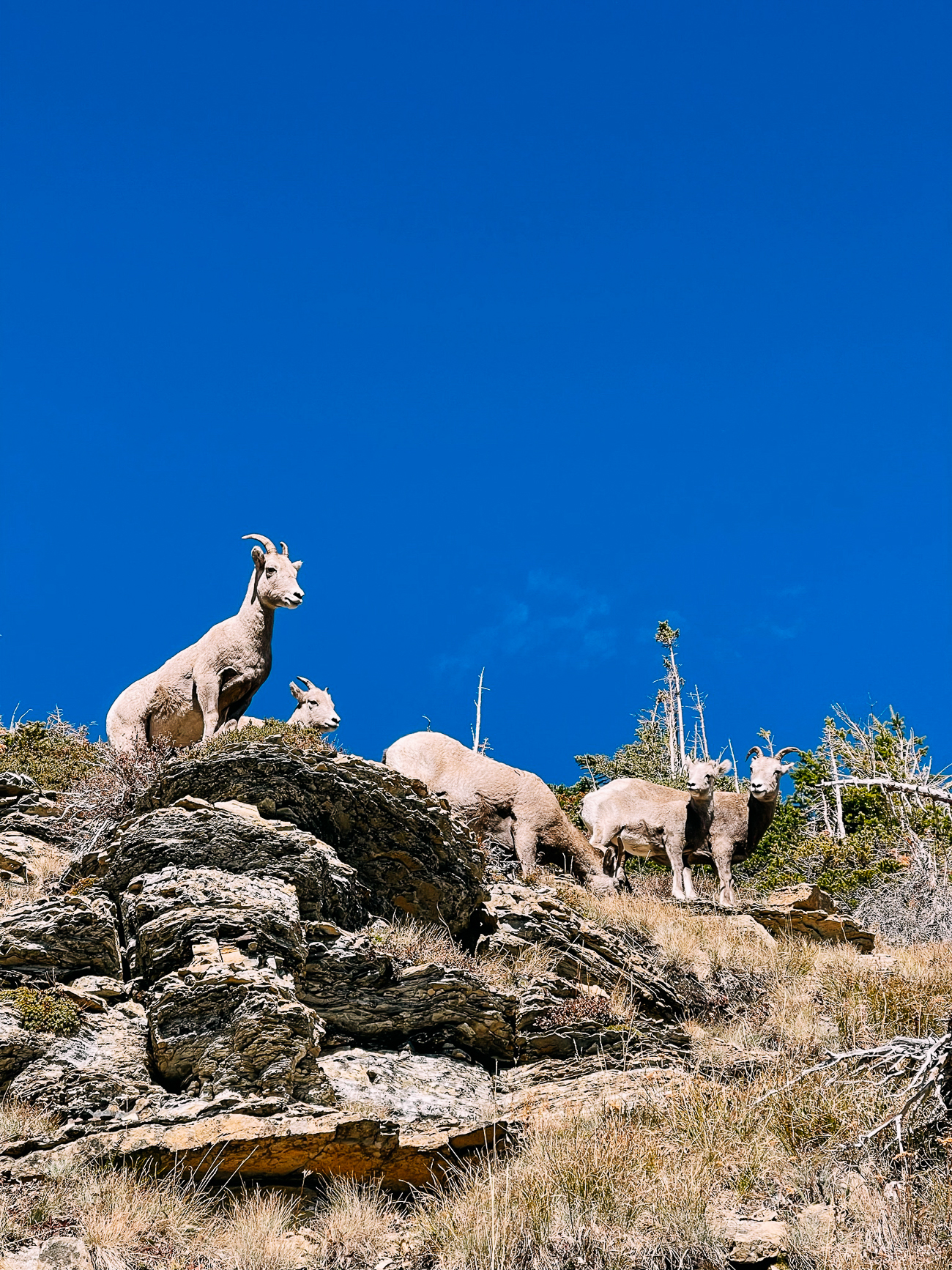 Mountain Goats on ridge in Glacier National Park