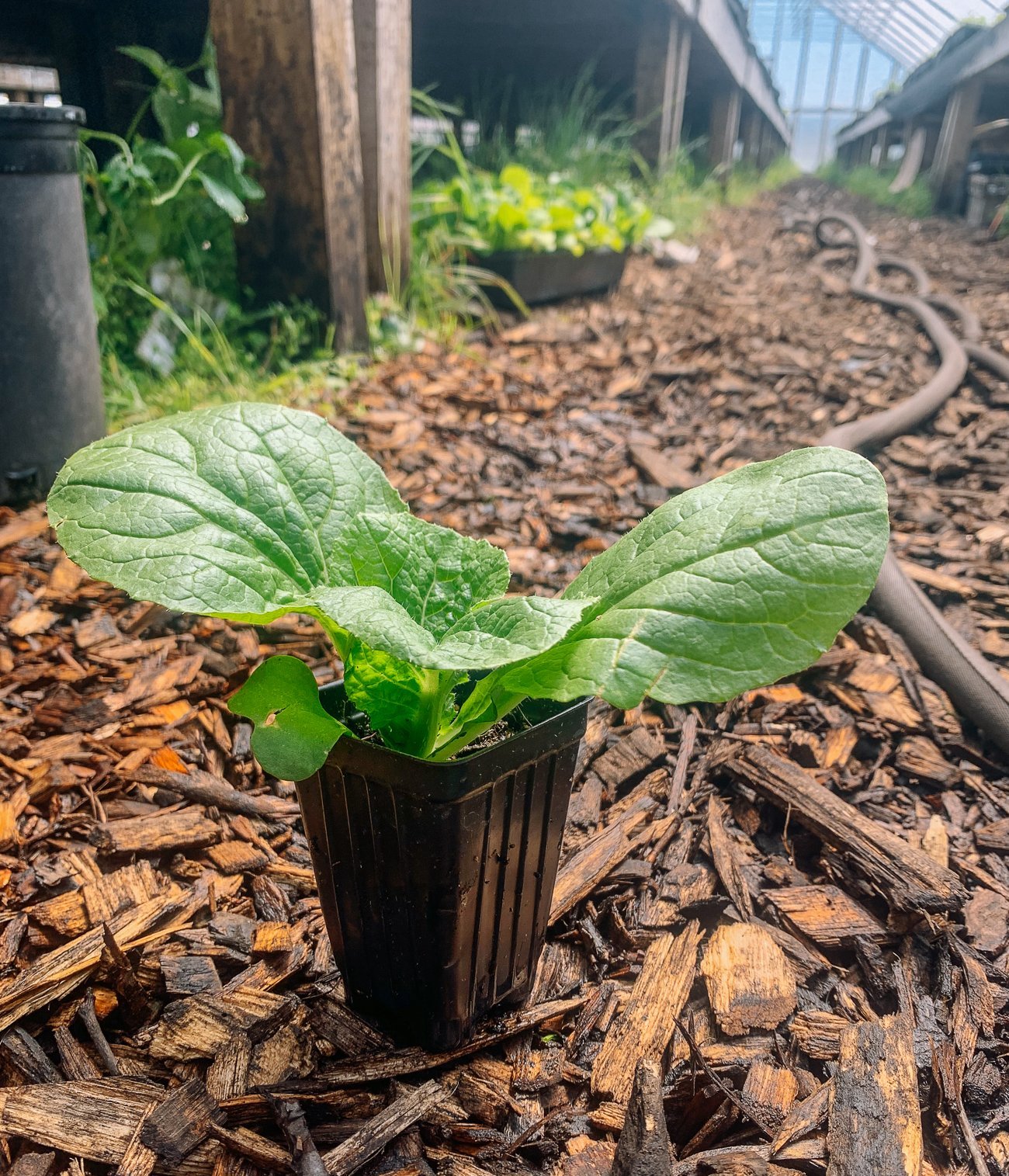 Healthy napa cabbage seedling