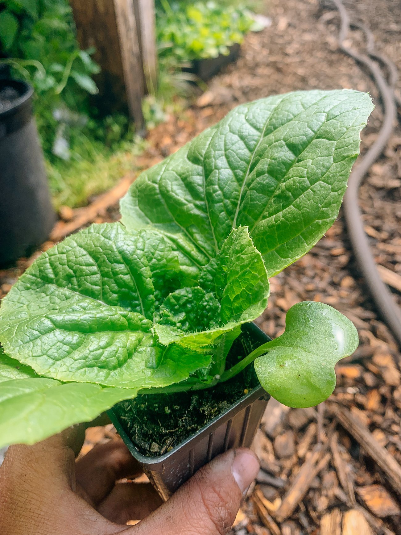 Young napa cabbage plant