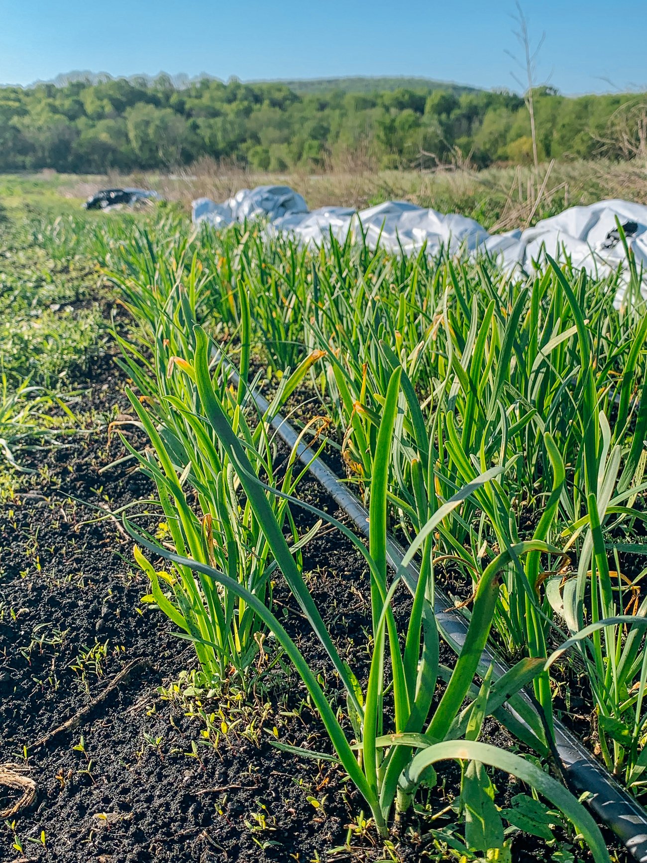 scallions growing on Choy Division farm
