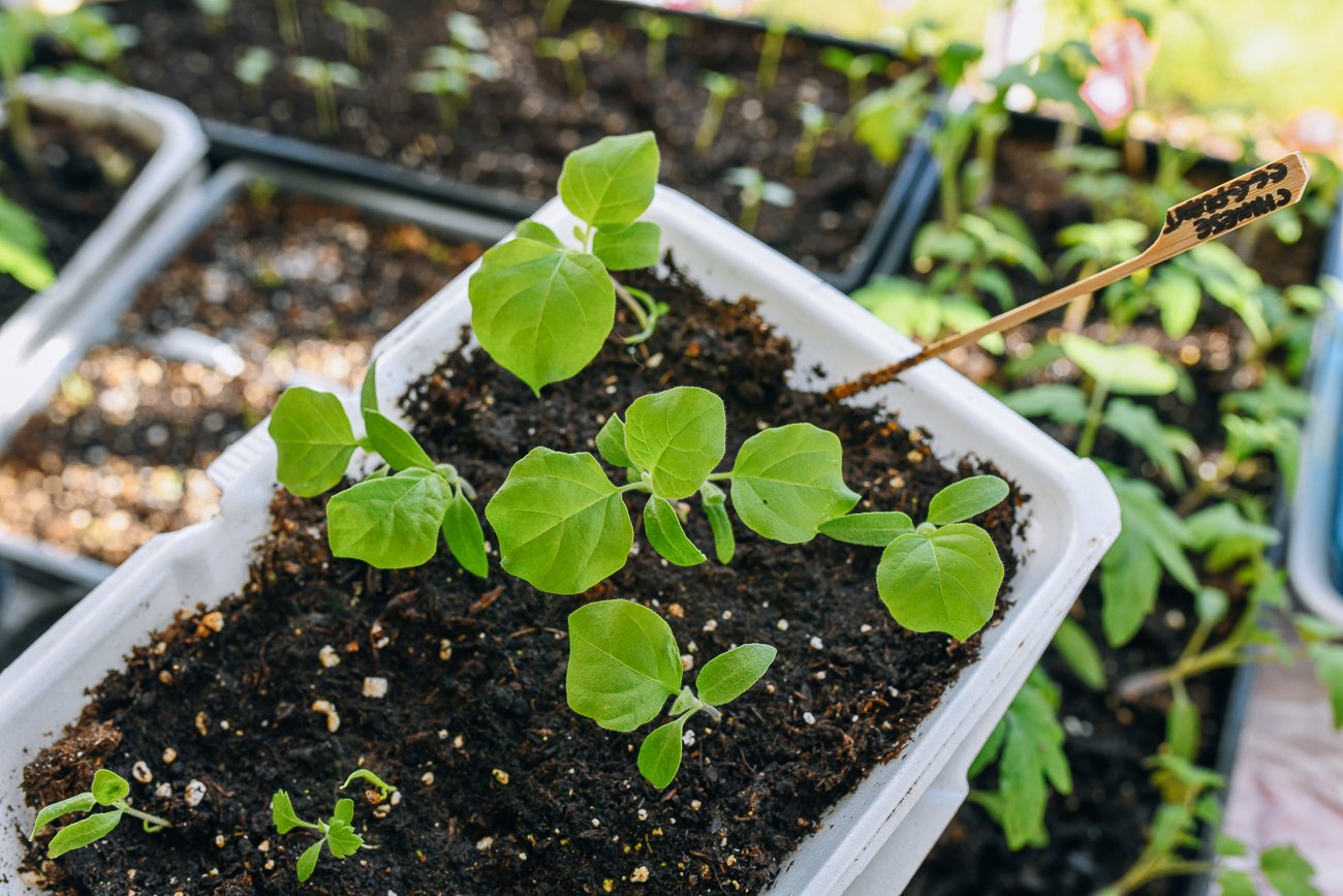 eggplant seedlings in a styrofoam takeout container