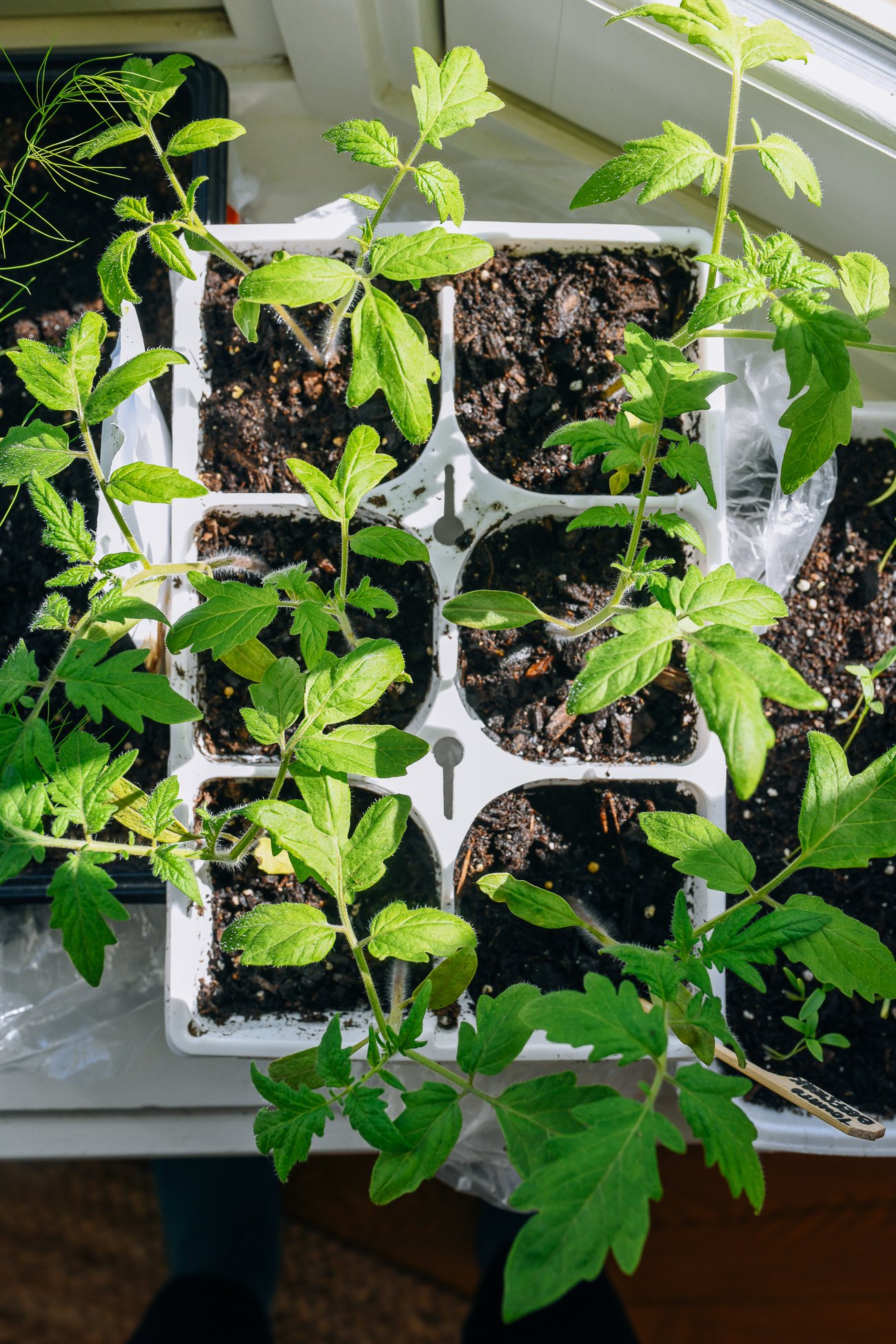 Tomato seedlings in a 6-cell tray