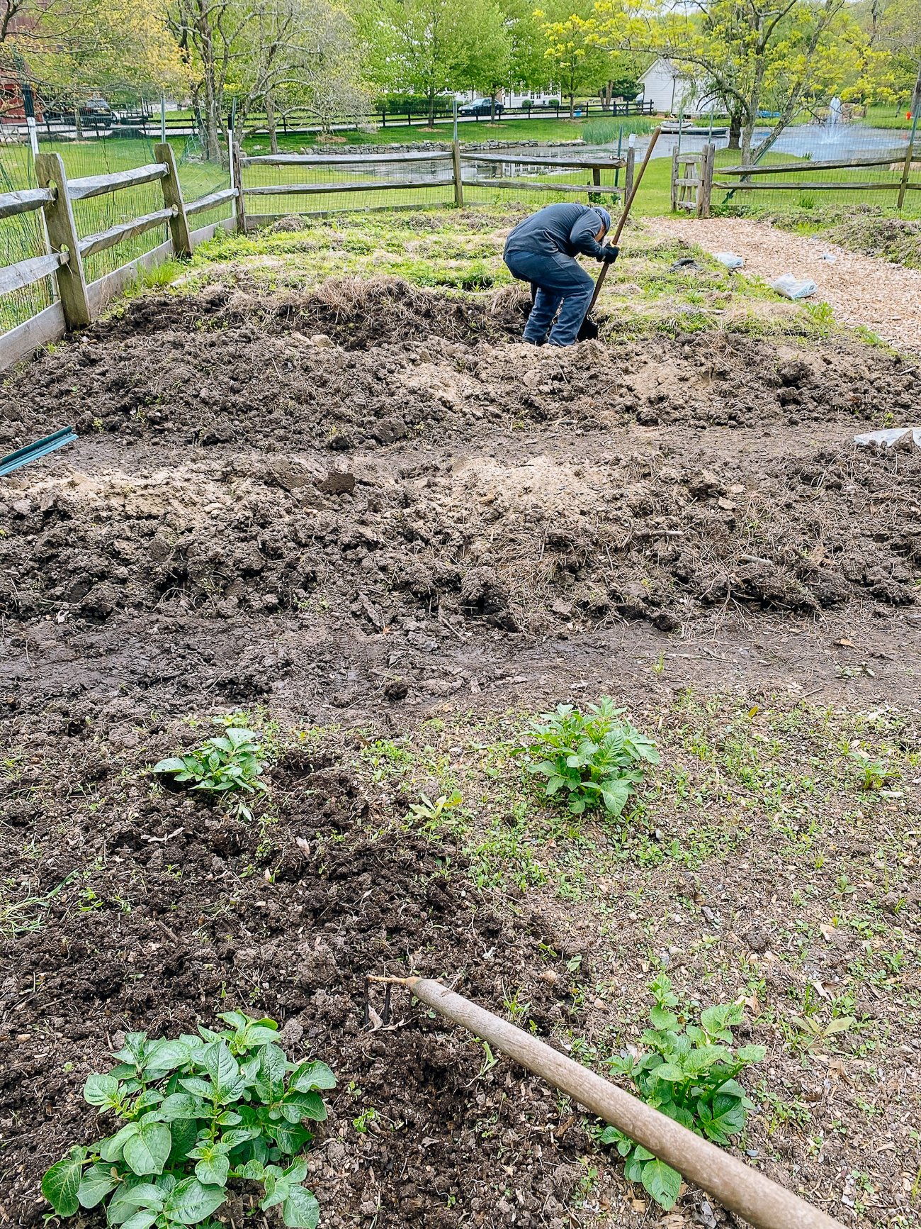 Clearing out weeds in garden beds