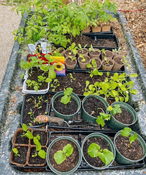 Vegetable Seedlings in Cart