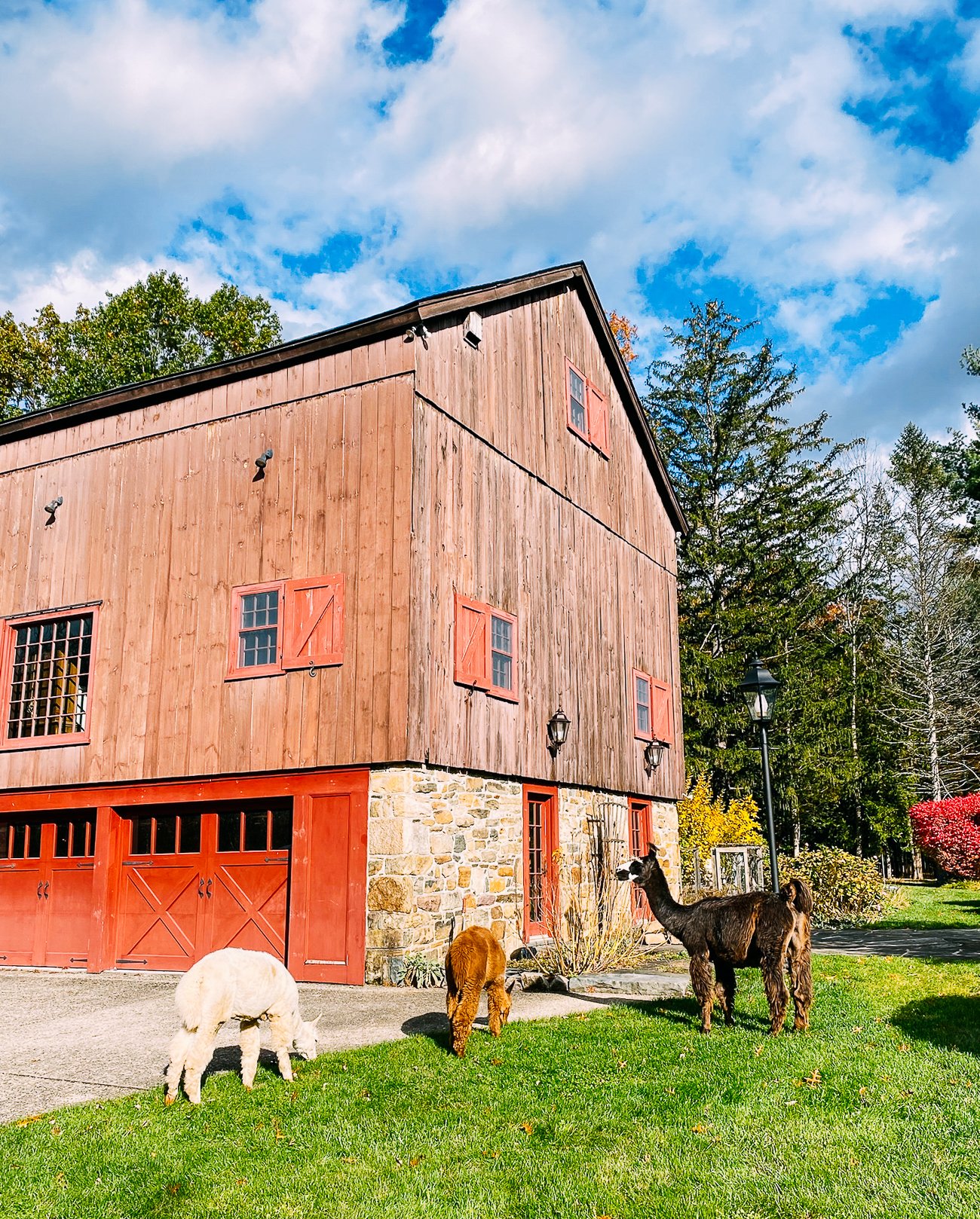 barn and animals