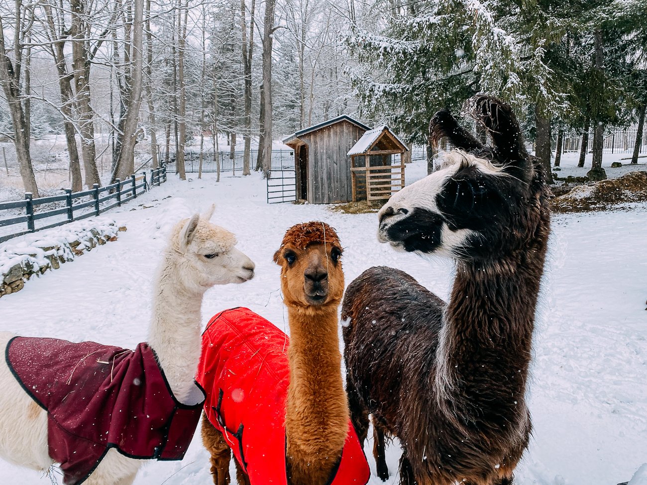 Alpacas and llama in winter