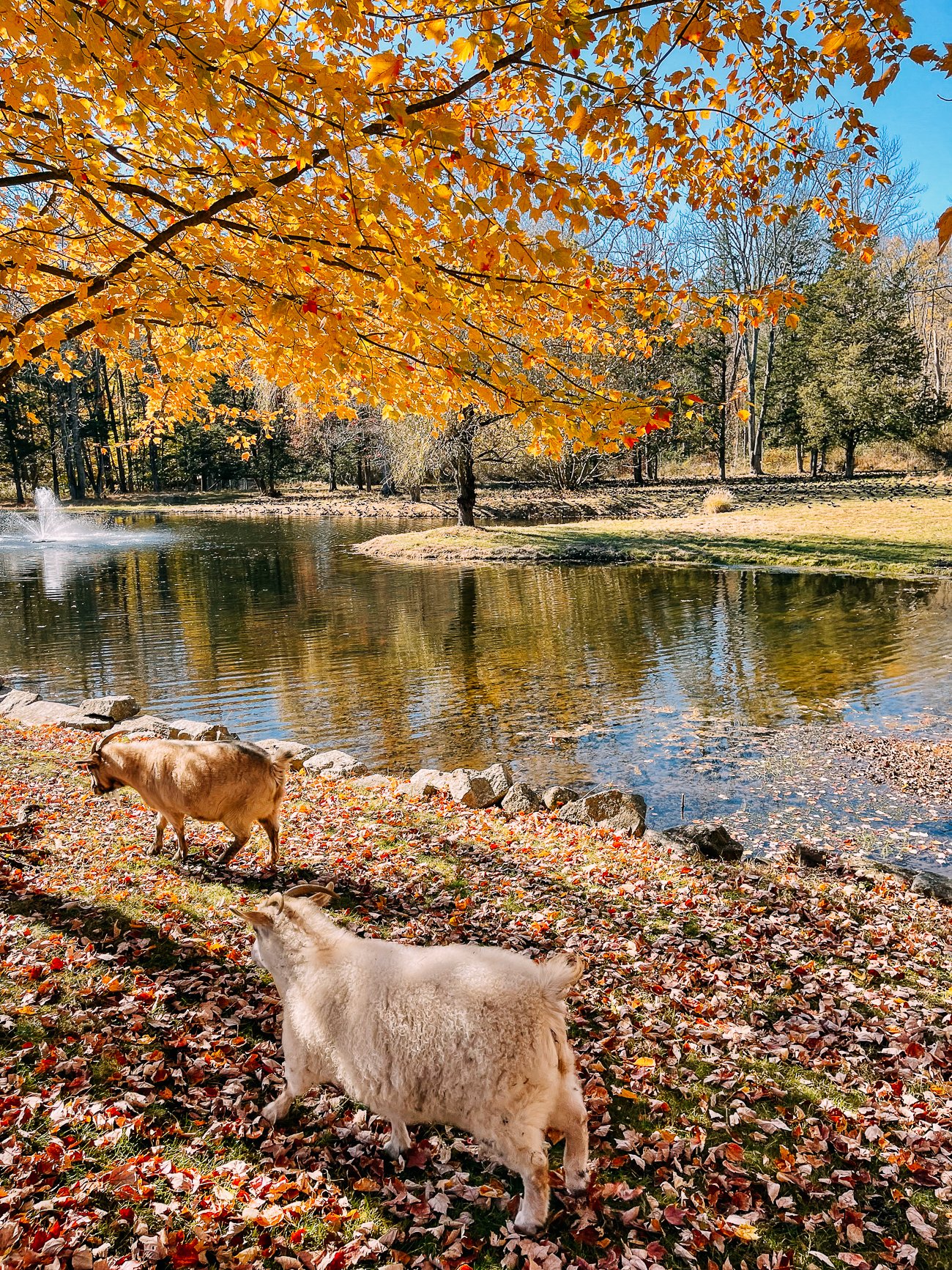 goats walking over fall leaves