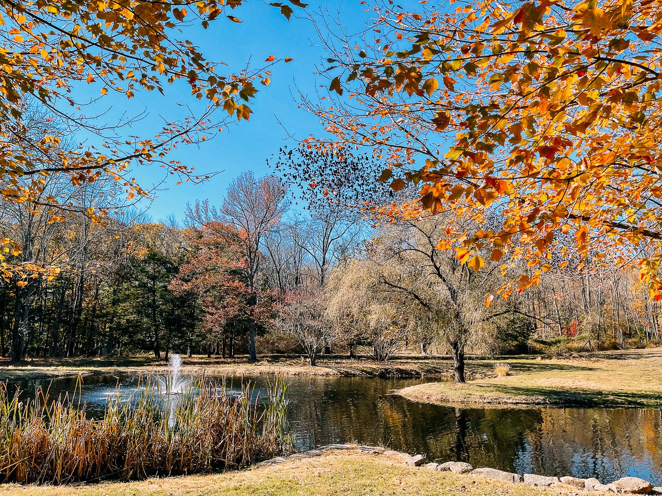 the pond in fall