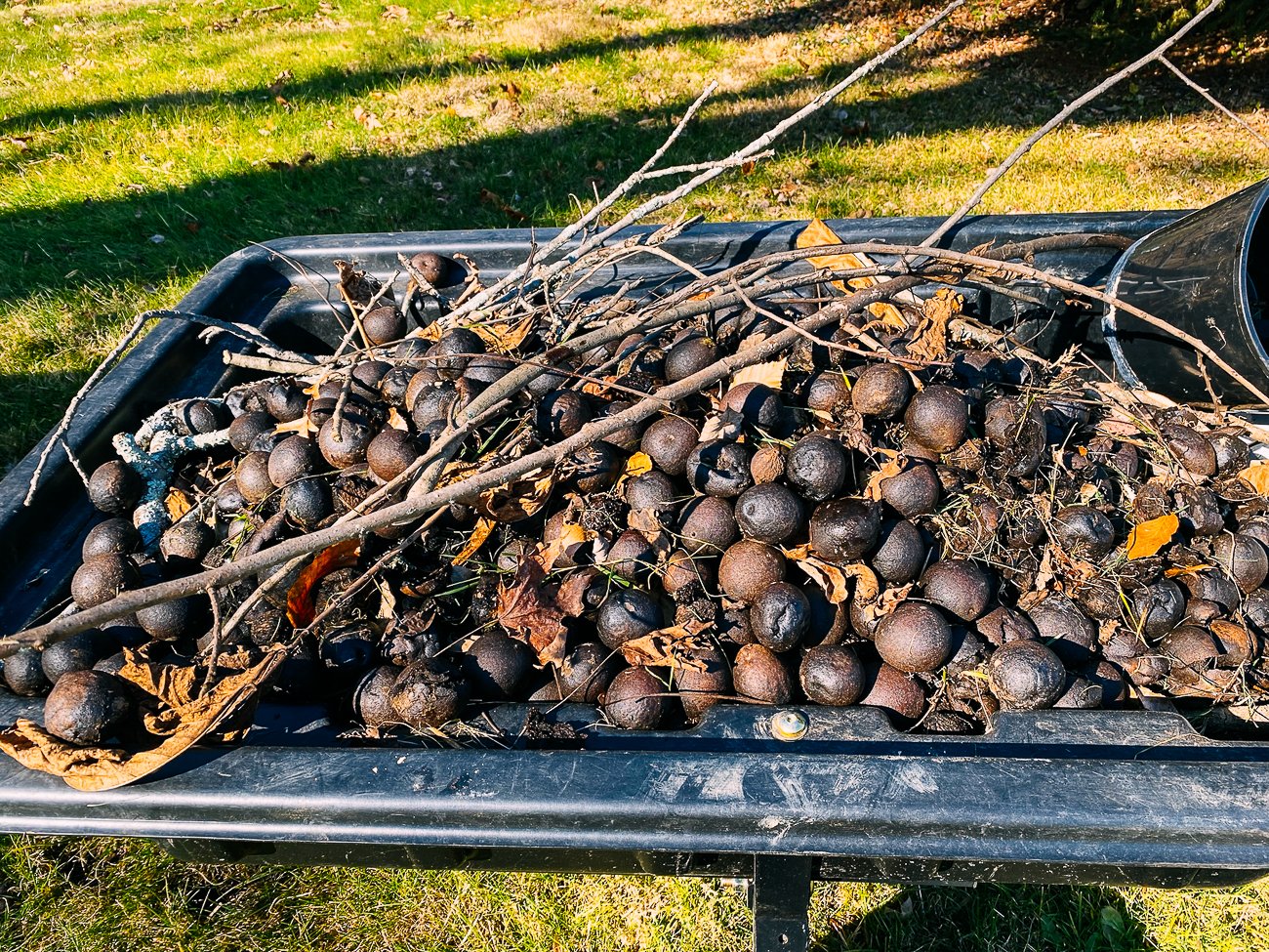 collecting black walnuts