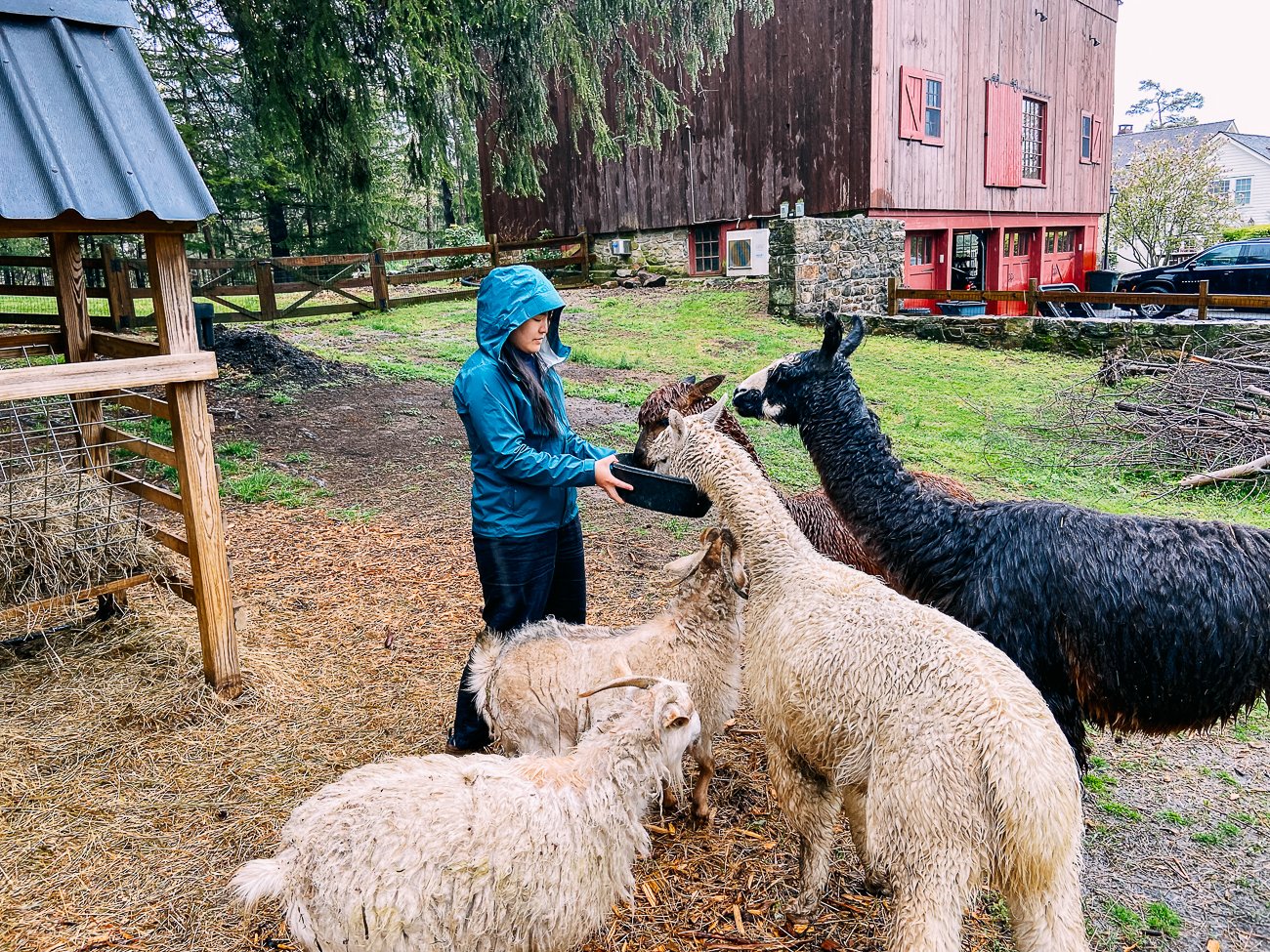 Sarah feeding the animals in the rain