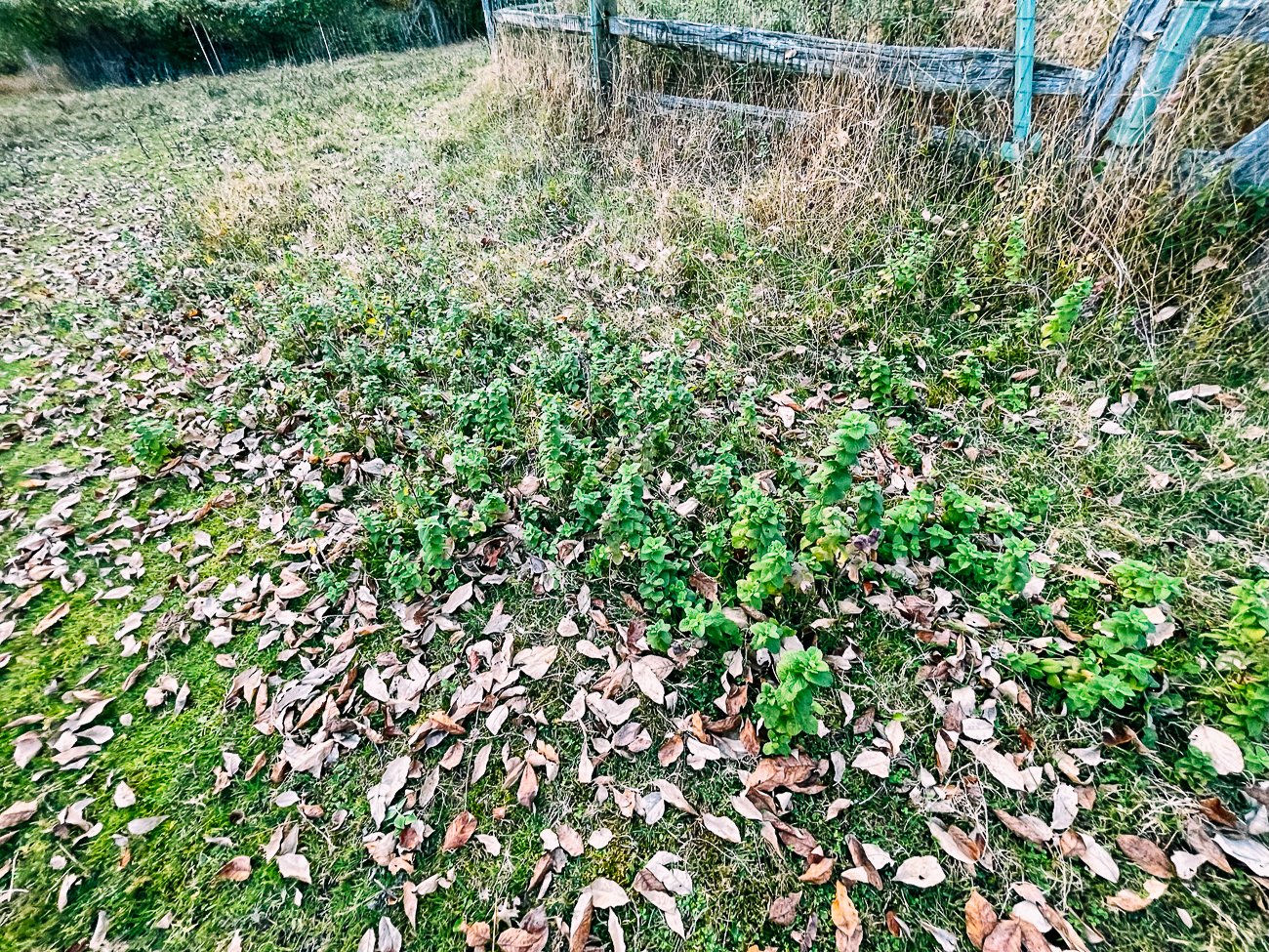 wild mint growing